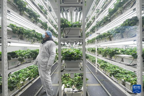 草莓小鎮(zhèn)迎來(lái)產(chǎn)銷旺季，農(nóng)業(yè)技術(shù)推廣助力產(chǎn)業(yè)升級(jí)