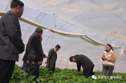 地頭傳經(jīng)授藝，科技賦能田疇——我市扎實(shí)開(kāi)展農(nóng)技推廣助力農(nóng)業(yè)生產(chǎn)