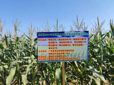 初冬農(nóng)技盛會(huì) 惠城晚造玉米科研交流會(huì)在汝湖成功舉辦